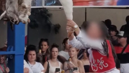 Jeu du cou de l'oie : une association demande au maire de Saint-Bonnet-près-Riom de faire stopper cette "barbarie" Jeu du cou de l'oie : une association demande au maire de Saint-Bonnet-près-Riom de faire stopper cette "barbarie"