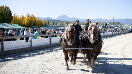 Le Sommet de l'Élevage limite la casse pour son édition sans ses bovins