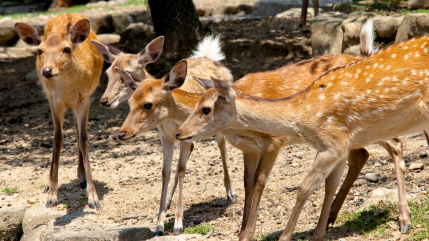 Pandas roux, éléphants, lamas... Voici les meilleurs parcs animaliers en Auvergne Pandas roux, éléphants, lamas... Voici les meilleurs parcs animaliers en Auvergne