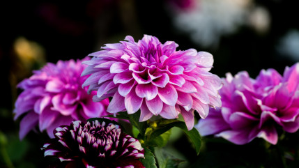 Les plantes vivaces adoptées par la municipalité d’Ambert Les plantes vivaces adoptées par la municipalité d’Ambert