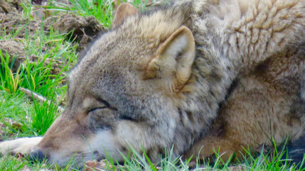 PHOTOS - Le PAL (Allier) accueille deux jeunes loups d'Europe, une espèce menacée PHOTOS - Le PAL (Allier) accueille deux jeunes loups d'Europe, une espèce menacée