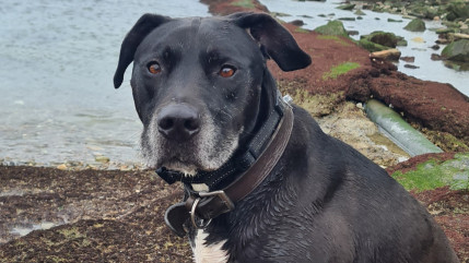 Puy-de-D&ocirc;me : appel &agrave; t&eacute;moins pour retrouver un chien disparu &agrave; Pont-du-Ch&acirc;teau