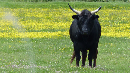 Puy-de-Dôme : Deux agriculteurs gravement blessés après une attaque de taureau Puy-de-Dôme : Deux agriculteurs gravement blessés après une attaque de taureau