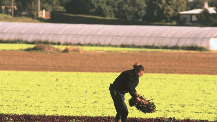 Puy-de-Dôme : ils tentent de voler des GPS à des agriculteurs, leurs victimes les rattrapent Puy-de-Dôme : ils tentent de voler des GPS à des agriculteurs, leurs victimes les rattrapent