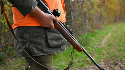 Puy-de-Dôme : Un accident de chasse survient lors d’une battue aux sangliers