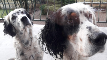 Puy-de-Dôme : un appel à témoins lancé pour retrouver deux chiennes disparues depuis une semaine