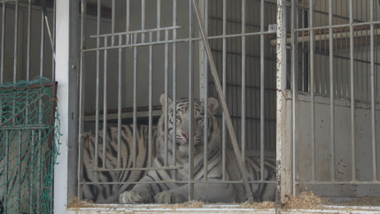 Travailleurs sans papiers et h&eacute;bergements pr&eacute;caires : contr&ocirc;le tendu au cirque Pinder &agrave; Cournon-d'Auvergne