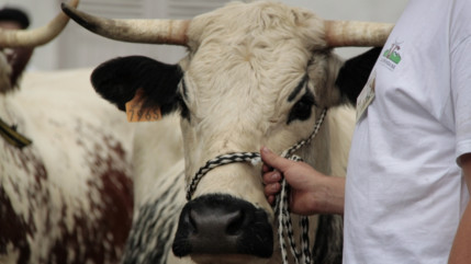Une vache du Puy-de-D&ocirc;me sera l&rsquo;&eacute;g&eacute;rie du Salon de l&rsquo;agriculture 2027
