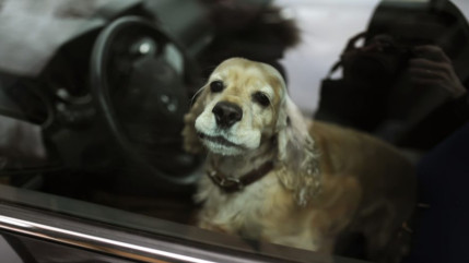 Vichy : sous 38 degr&eacute;s, un chiot sauv&eacute; d'une voiture en plein soleil
