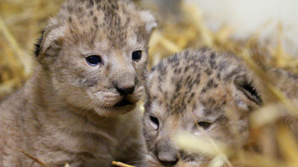 VIDÉO - Extraodinaire, deux bébés lionceaux d'Afrique sont nés au Parc Animalier d'Auvergne ! VIDÉO - Extraodinaire, deux bébés lionceaux d'Afrique sont nés au Parc Animalier d'Auvergne !