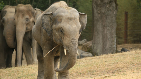 Allier : le parc animalier Le PAL annonce l'arriv&eacute;e d'une dizaine d'animaux en 2026