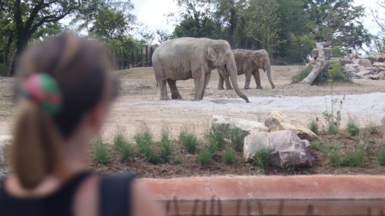 Avec un nouvel espace de deux hectares, Le Pal veut prendre soin de ses &eacute;l&eacute;phants [VID&Eacute;O]