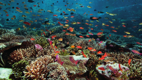 Clermont-Ferrand : une plong&eacute;e au c&oelig;ur des coraux menac&eacute;s au mus&eacute;um Lecoq