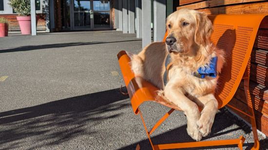Dans ce collège du Puy-de-Dôme, un chien est présent au quotidien pour apaiser les élèves