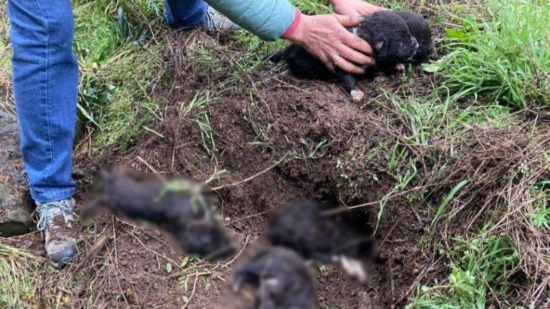 Dans le Cantal, une enquête ouverte après la découverte par la SPA de six chiots enterrés vivants