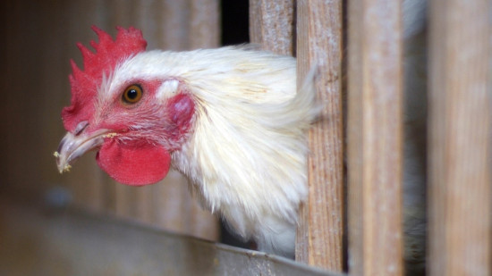 Des cas de grippe aviaire rep&eacute;r&eacute;s dans un poulailler de l'Allier