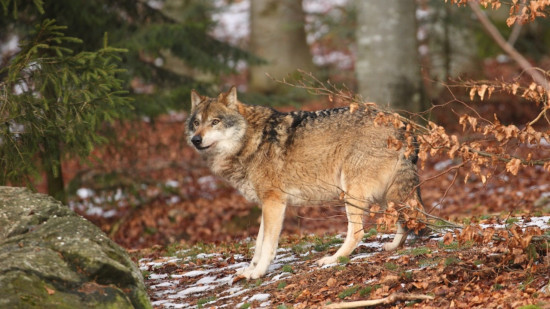 "Le loup n&rsquo;est plus marginal" : de nouvelles communes du Puy-de-D&ocirc;me passent en zone de pr&eacute;dation av&eacute;r&eacute;e