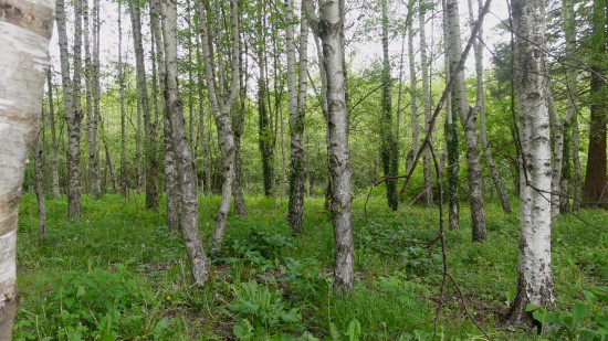 Les for&ecirc;ts de Ceyrat et Boiss&eacute;jour ferm&eacute;s en raison des intemp&eacute;ries