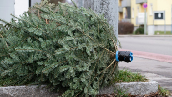 Quand aura lieu le ramassage des sapins &agrave; Vichy et ses alentours ?