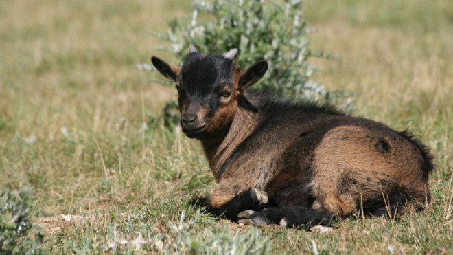 A Servilly, dans l'Allier, une ch&egrave;vre naine sauv&eacute;e de la mont&eacute;e des eaux