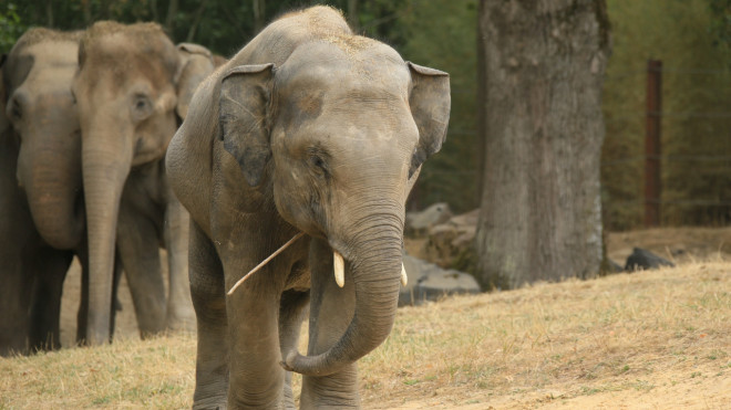 Allier : le parc animalier Le PAL annonce l'arriv&eacute;e d'une dizaine d'animaux en 2026