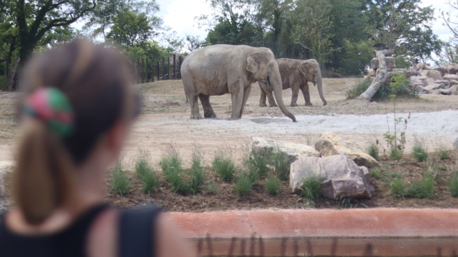 Avec un nouvel espace de deux hectares, Le Pal veut prendre soin de ses &eacute;l&eacute;phants [VID&Eacute;O]