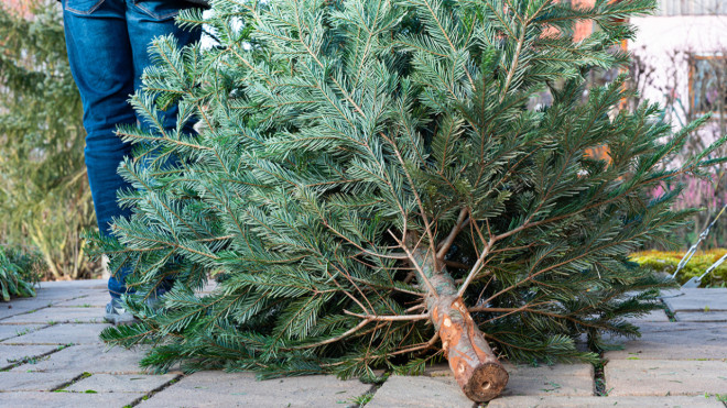 Comment se d&eacute;barrasser de son sapin &agrave; Clermont-Ferrand ?
