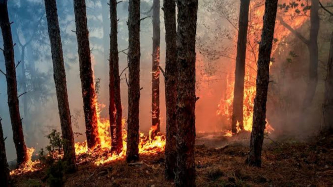 Incendie dans l'Allier : 3.000 m&sup2; de v&eacute;g&eacute;tation br&ucirc;l&eacute;s pr&egrave;s du Mayet-de-Montagne
