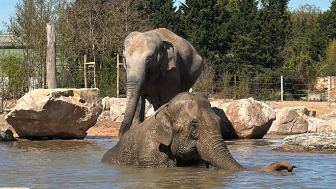 Le Pal : un &eacute;l&eacute;phant d'Asie fait son arriv&eacute;e ce mardi dans l'Allier
