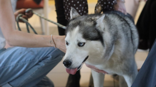 Plus de 30.000 animaux abandonnés l'an dernier en Auvergne Rhône-Alpes Plus de 30.000 animaux abandonnés l'an dernier en Auvergne Rhône-Alpes