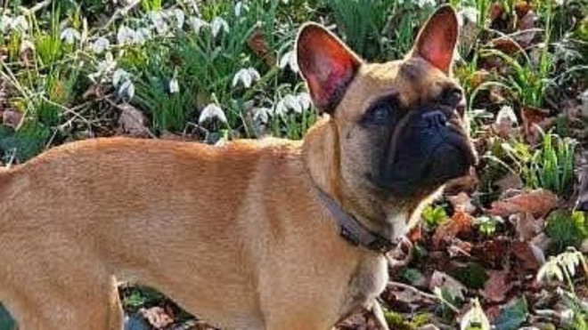 Pr&egrave;s de Clermont-Ferrand, une battue organis&eacute;e pour retrouver un chien apr&egrave;s un grave accident