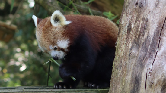 Pour les soigneurs du parc Le PAL, les animaux sont "les ambassadeurs" des espèces menacées