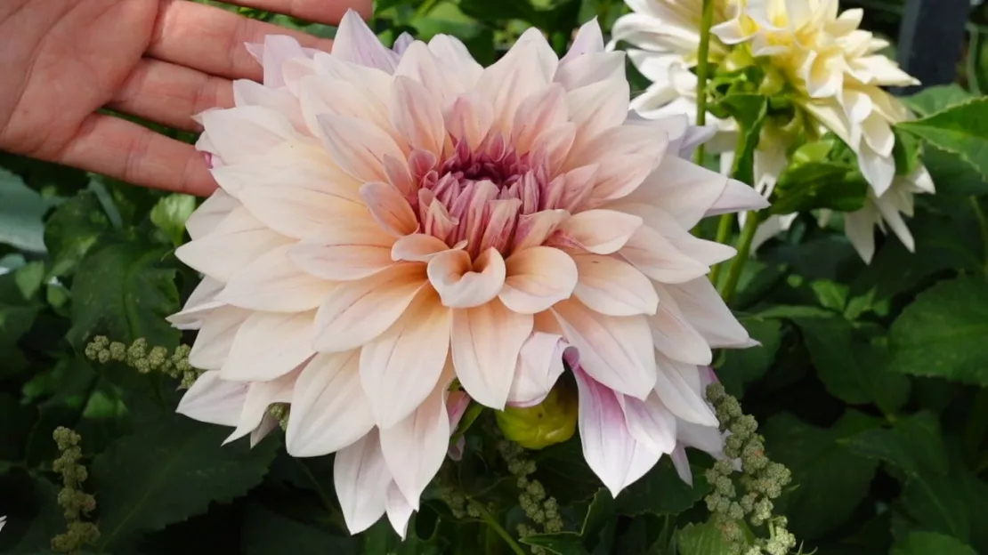 ESCAPADES EN AUVERGNE  - Le pouvoir des fleurs à la ferme florale de Domaize