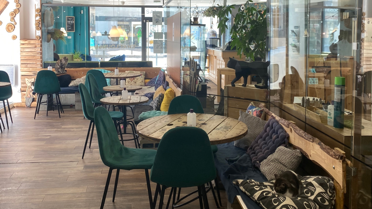 ESCAPADES EN AUVERGNE - Chat'lounge, un bar à chats "au poil" !