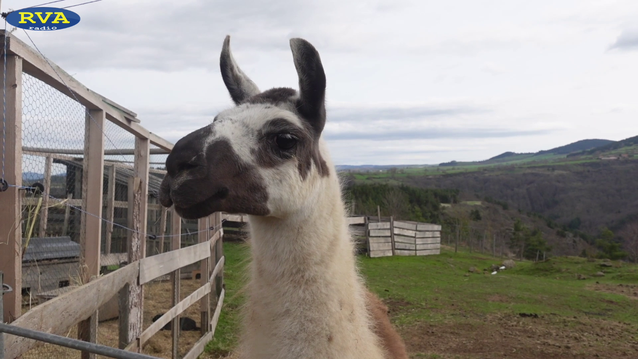 ESCAPADES EN AUVERGNE - La Ferme de la Seconde Chance (43) sauve les animaux de la maltraitance