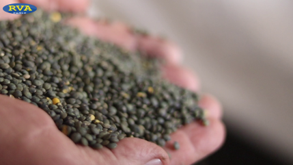 ESCAPADES EN AUVERGNE - Les lentilles vertes du Puy, une fierté AOP de la Haute-Loire